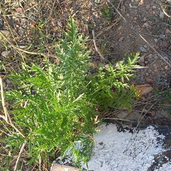 Artemisia tournefortiana, photograph (c) Alexander Dubynin, some rights reserved (CC BY)