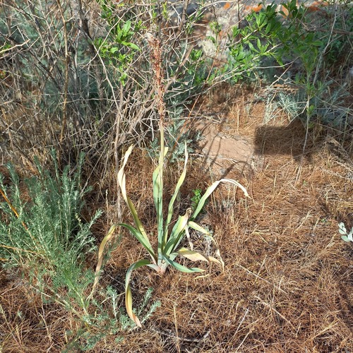 Eremurus cristatus, photograph 6