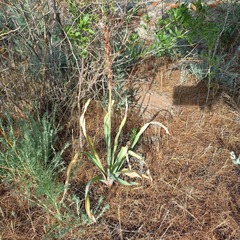 Eremurus cristatus, photograph (c) Alexander Dubynin, some rights reserved (CC BY)