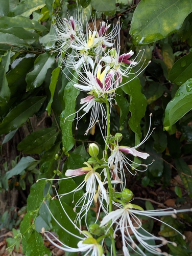 Image of Capparis micracantha by (c) Francisca Wu, some rights reserved (CC BY)