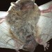 Kelaart's Pipistrelle - Photo (c) gdevender, some rights reserved (CC BY-NC), uploaded by gdevender