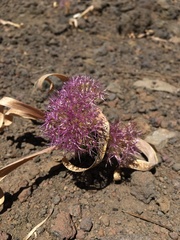 Allium platycaule