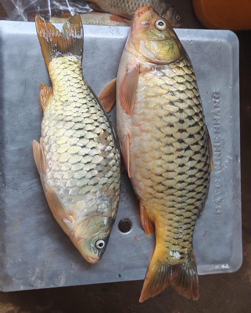 Inle Carp