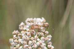 Stictopleurus abutilon
