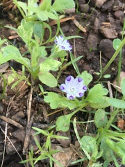 Nemophila spatulata