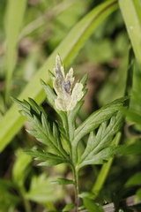 Calycomyza artemisiae