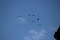 Rhynchopsitta terrisi