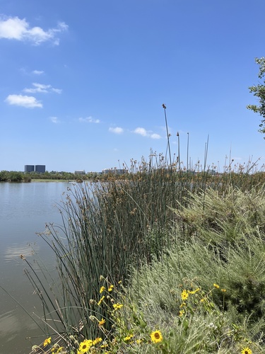 iNaturalist observation photo of California bulrush
