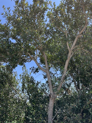 iNaturalist observation photo of coast live oak