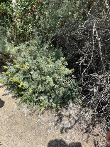 iNaturalist observation photo of Bladderpod