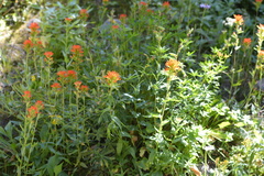 Castilleja suksdorfii