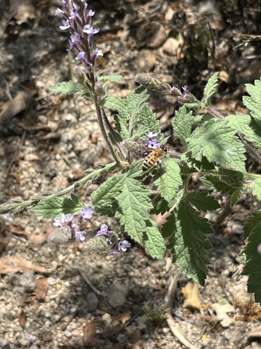 iNaturalist observation photo of Winged and Once-winged Insects