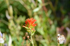 Castilleja suksdorfii