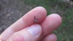 Ochlerotatus