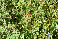 Castilleja suksdorfii