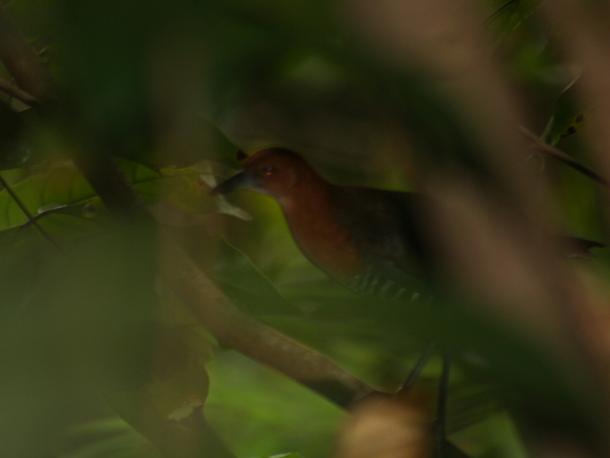 Slaty-legged Crake (Rallina eurizonoides), photo 9