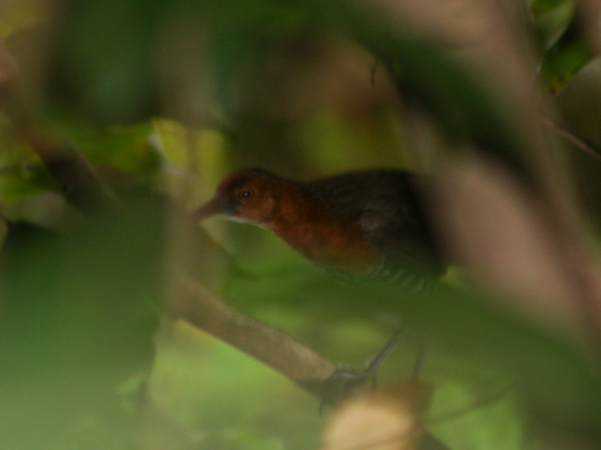 Slaty-legged Crake (Rallina eurizonoides), photo 8