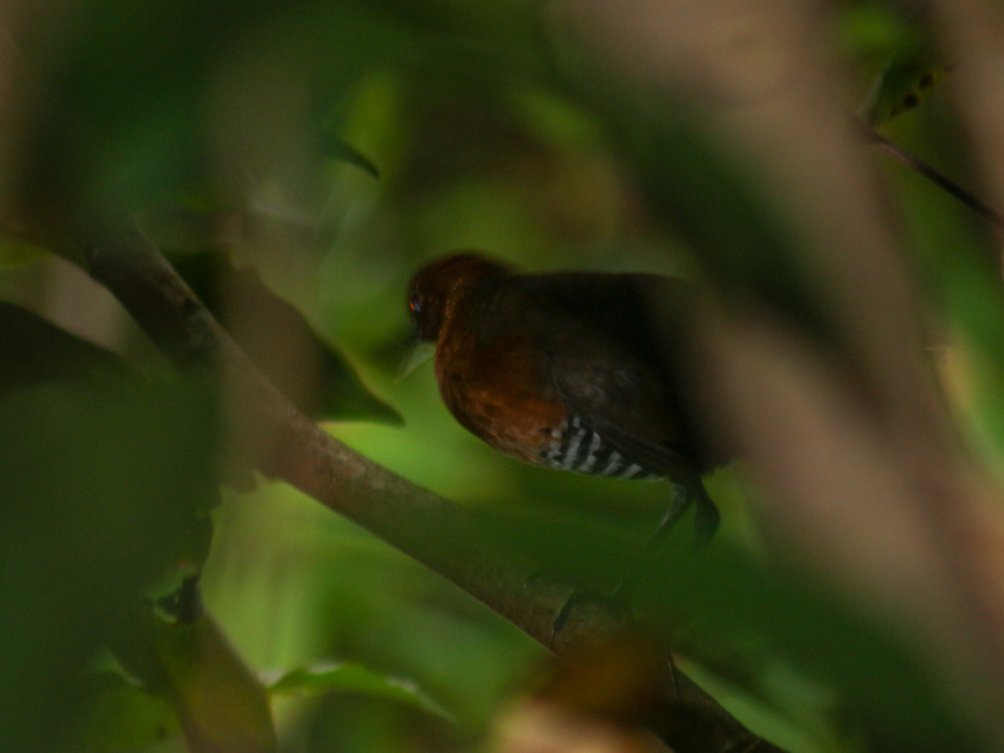 Slaty-legged Crake (Rallina eurizonoides), photo 7