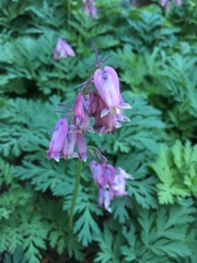 Dicentra formosa formosa