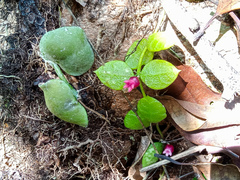Dischidia hirsuta