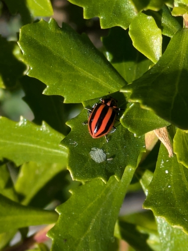 Broad-striped Lady Beetle photo 5
