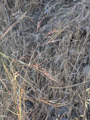 Image of Nassella cernua by (c) jayjt, some rights reserved (CC BY)