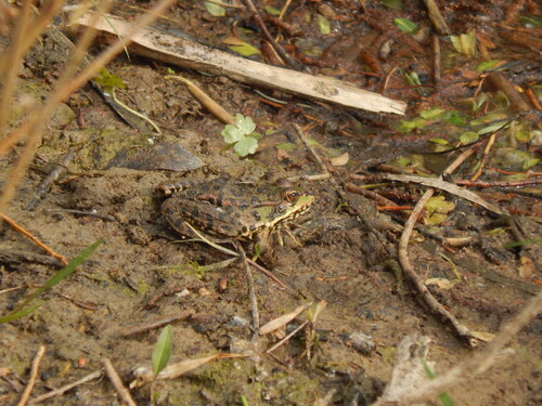 Marsh Frog
