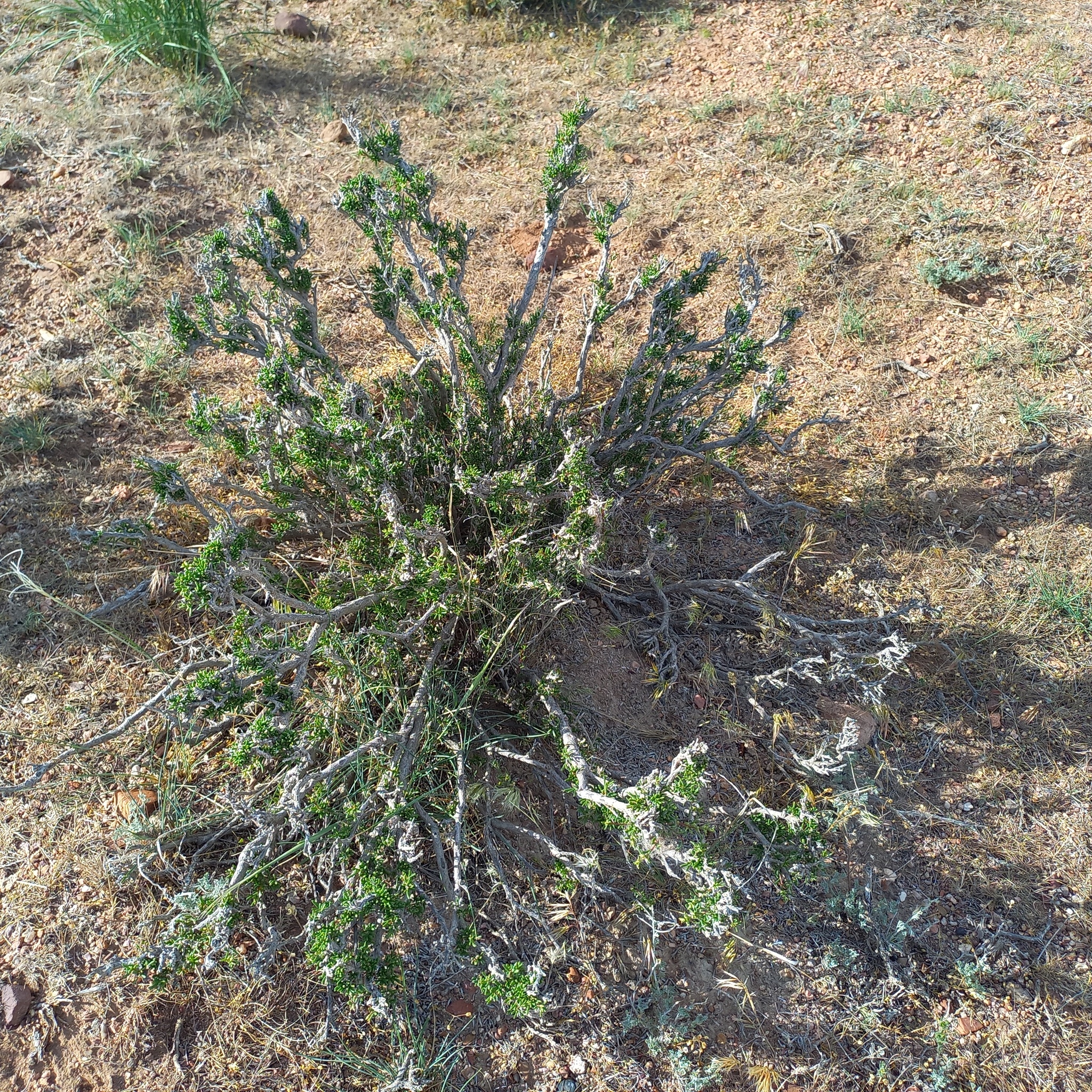 Salsola arbusculiformis