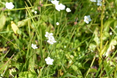 Parnassia cirrata intermedia