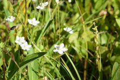 Parnassia cirrata intermedia