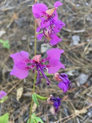 Clarkia mildrediae mildrediae
