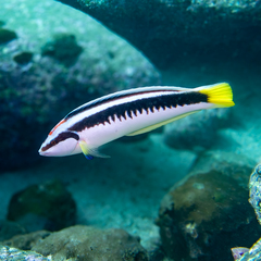 Banana Wrasse photo 3