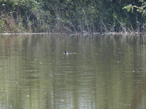 Great Crested Grebe