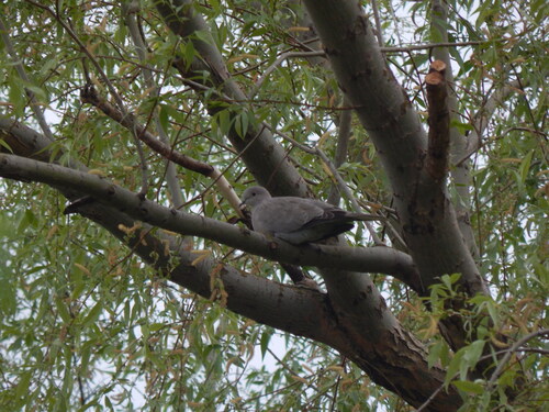 Eurasian Collared-Dove
