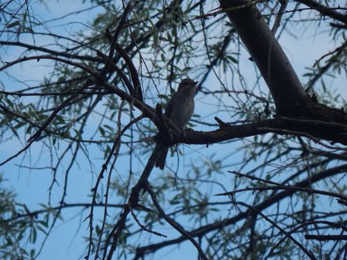 Spotted Flycatcher