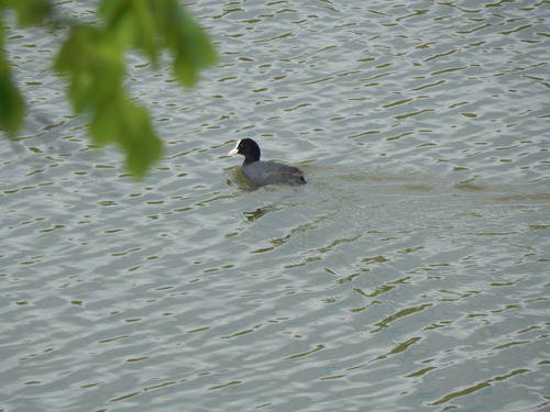 Eurasian Coot