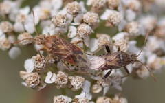 Stictopleurus abutilon