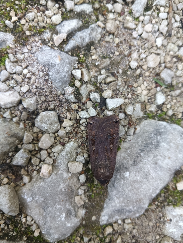 Large Yellow Underwing