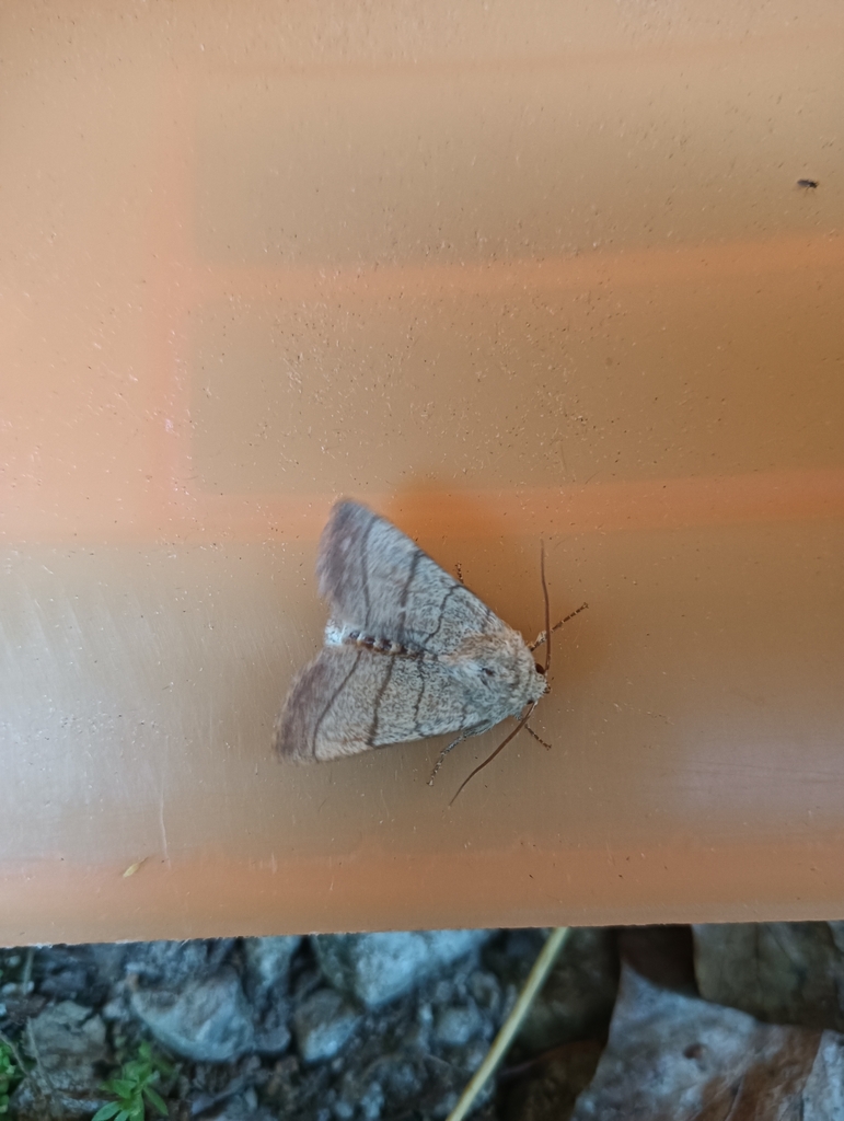 Noctuelle trilignée