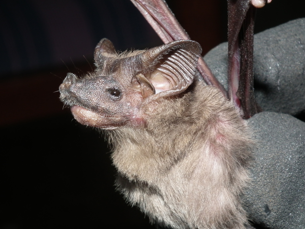 Lesser Mouse-Tailed Bat