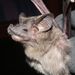 Lesser Mouse-tailed Bat - Photo (c) gdevender, some rights reserved (CC BY-NC), uploaded by gdevender