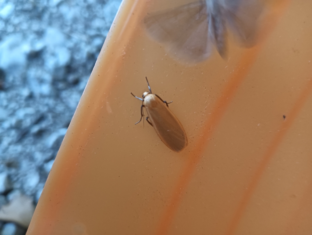 Buff Footman