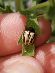 Zygogramma heterothecae