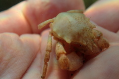 Acanthonyx lunulatus