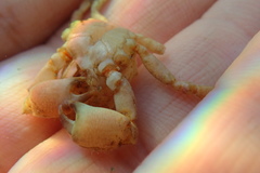 Acanthonyx lunulatus