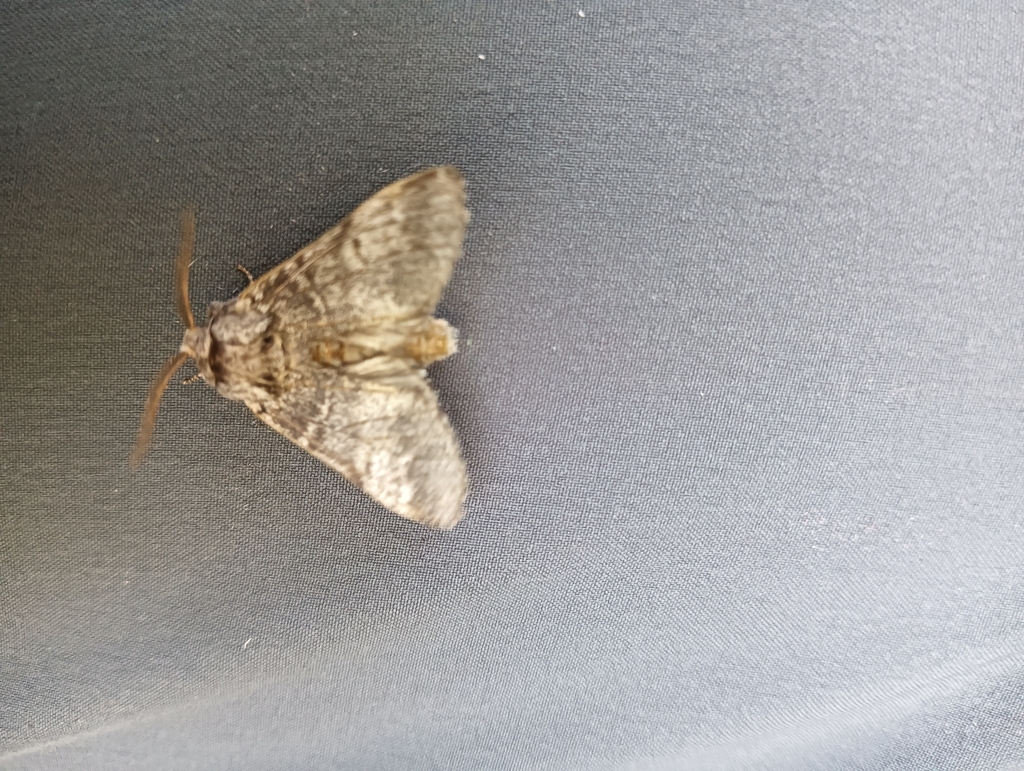 Lunar Marbled Brown