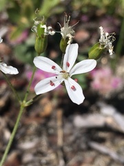 Eremogoneae