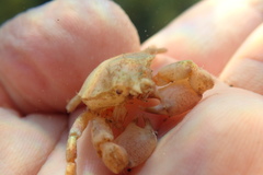 Acanthonyx lunulatus