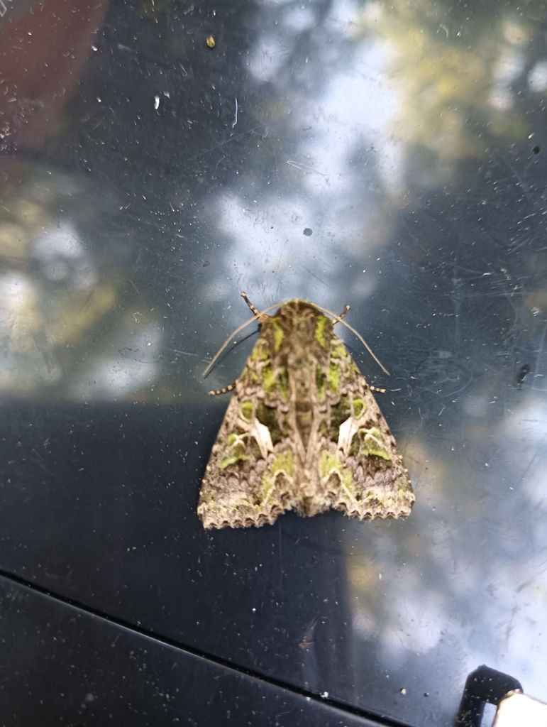 Orache Moth