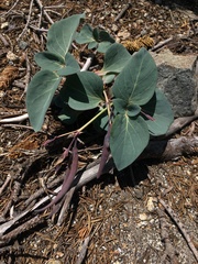 Cycladenia humilis humilis